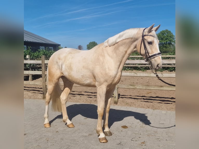 Palomino Wałach 4 lat 168 cm Izabelowata in Den Ham