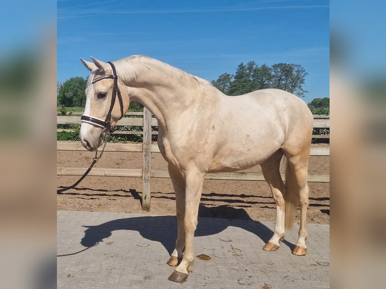 Palomino Wałach 4 lat 168 cm Izabelowata in Den Ham