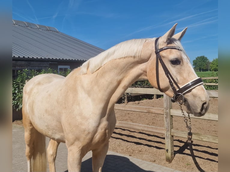 Palomino Wałach 4 lat 168 cm Izabelowata in Den Ham