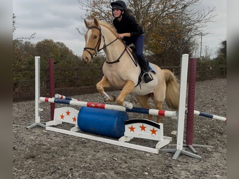 Palomino Wałach 8 lat 152 cm Izabelowata in Birmingham