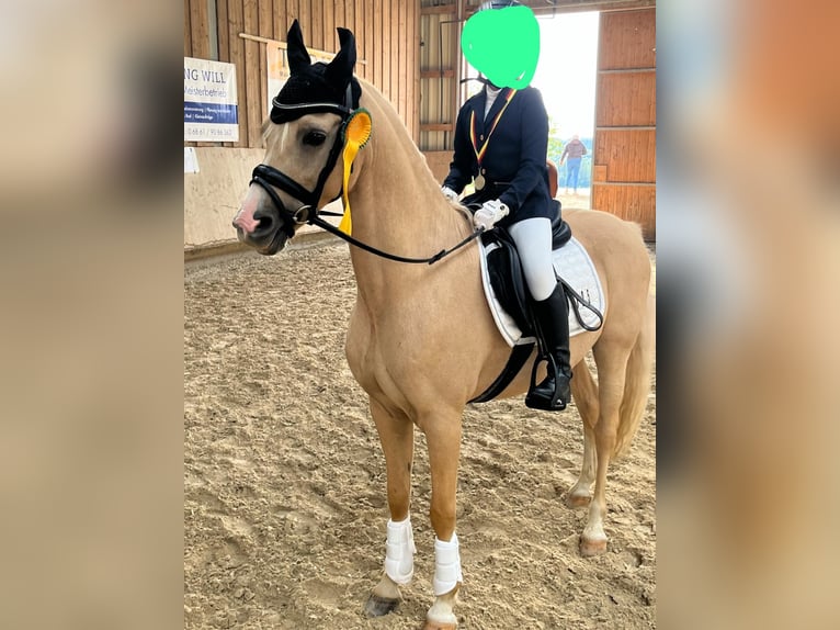 Palomino Wallach 10 Jahre 137 cm Palomino in Beckingen