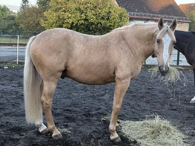 Palomino Wallach 12 Jahre 163 cm Palomino in Tröbitz