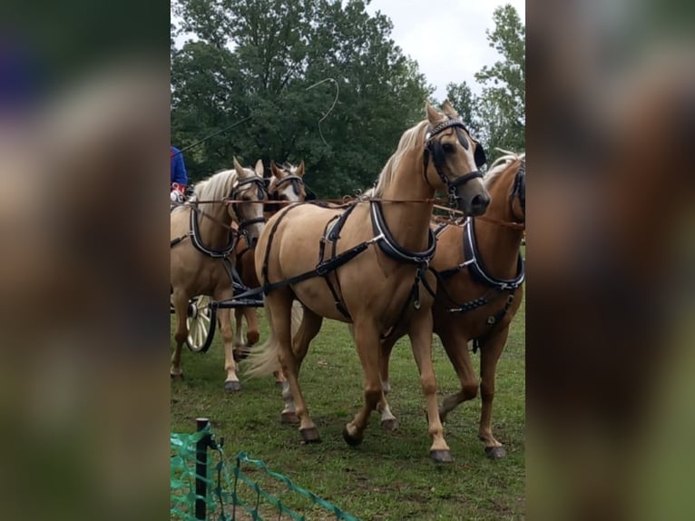 Palomino Wallach 12 Jahre 163 cm Palomino in Tröbitz