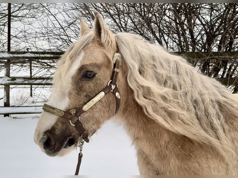 Palomino Wallach 13 Jahre 133 cm Palomino in Barneveld