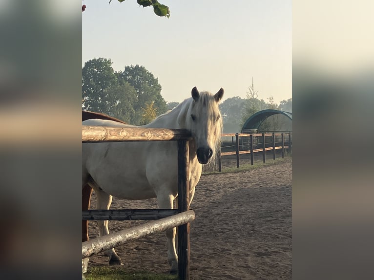 Palomino Wallach 13 Jahre 150 cm Palomino in WedeL Palomino Wallach 13 Jahre 150 cm Palomino in WedeL