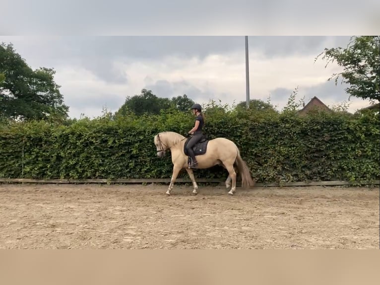 Palomino Wallach 13 Jahre 150 cm Palomino in WedeL