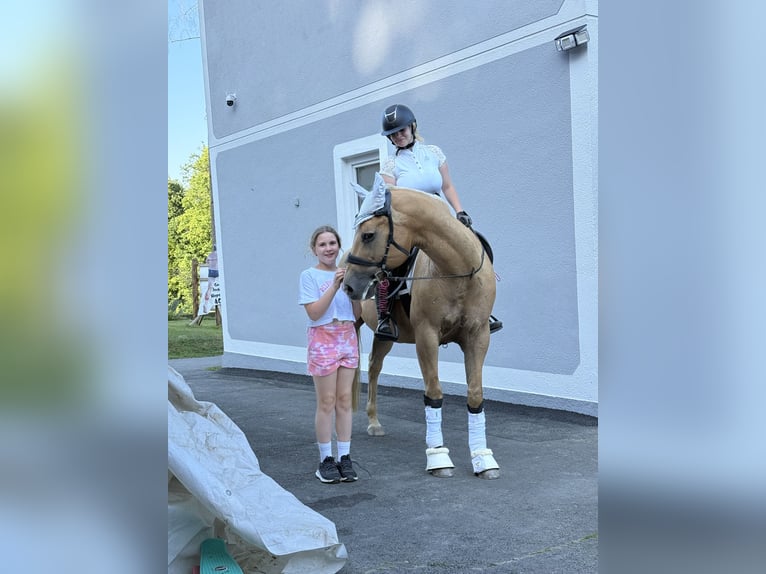 Palomino Wallach 13 Jahre 153 cm Palomino in Kirchberg an der Raab