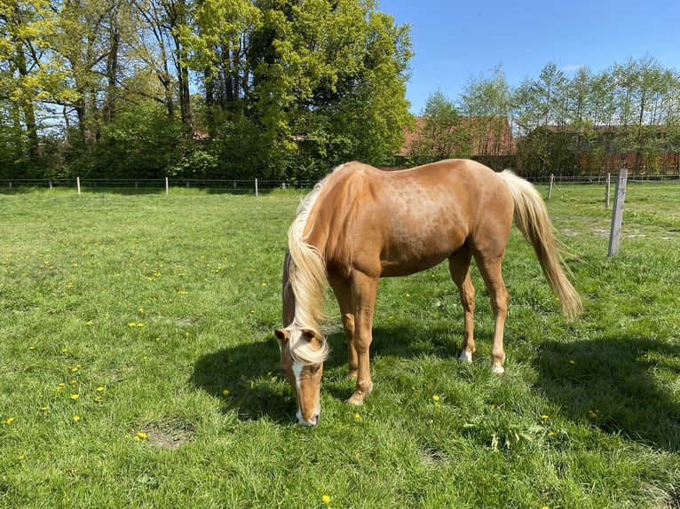Palomino Wallach 13 Jahre 161 cm Palomino in Borken