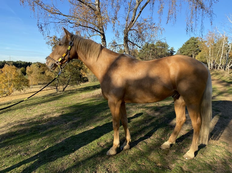 Palomino Wallach 13 Jahre 161 cm Palomino in Borken