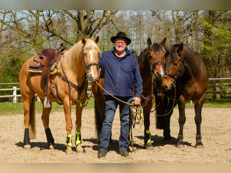 Palomino Wallach 13 Jahre 161 cm Palomino in Borken