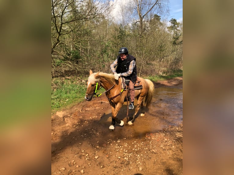 Palomino Wallach 13 Jahre 161 cm Palomino in Borken