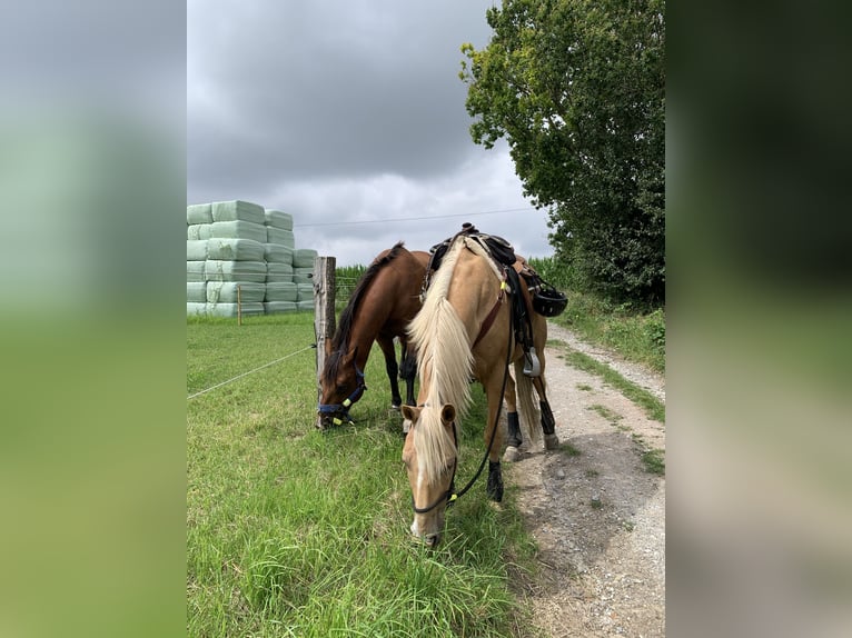 Palomino Wallach 13 Jahre 161 cm Palomino in Borken