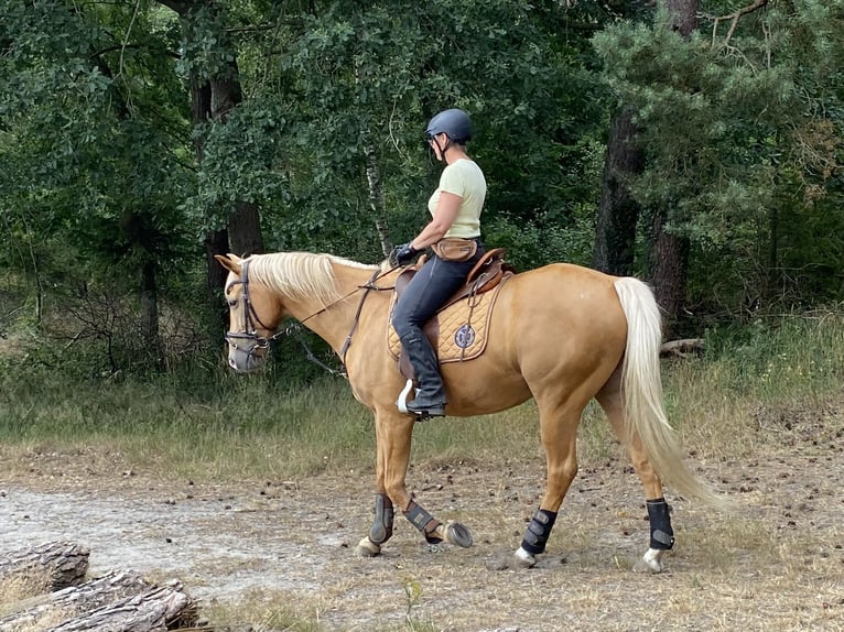 Palomino Wallach 13 Jahre 161 cm Palomino in Borken