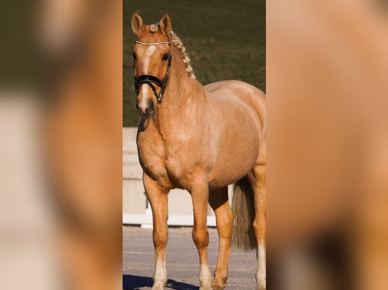 Palomino Wallach 14 Jahre 160 cm Palomino in Nettersheim