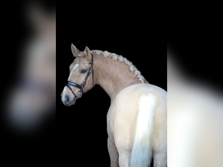 Palomino Wallach 14 Jahre 160 cm Palomino in Nettersheim