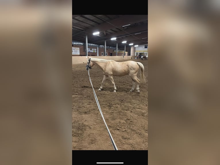 Palomino Wallach 18 Jahre 142 cm Palomino in Dissen am Teutoburger Wald