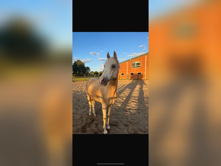Palomino Wallach 19 Jahre 142 cm Palomino in Dissen am Teutoburger Wald