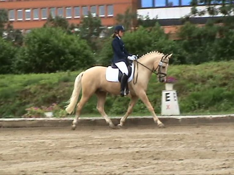Palomino Wallach 23 Jahre 152 cm Palomino in Langenhagen
