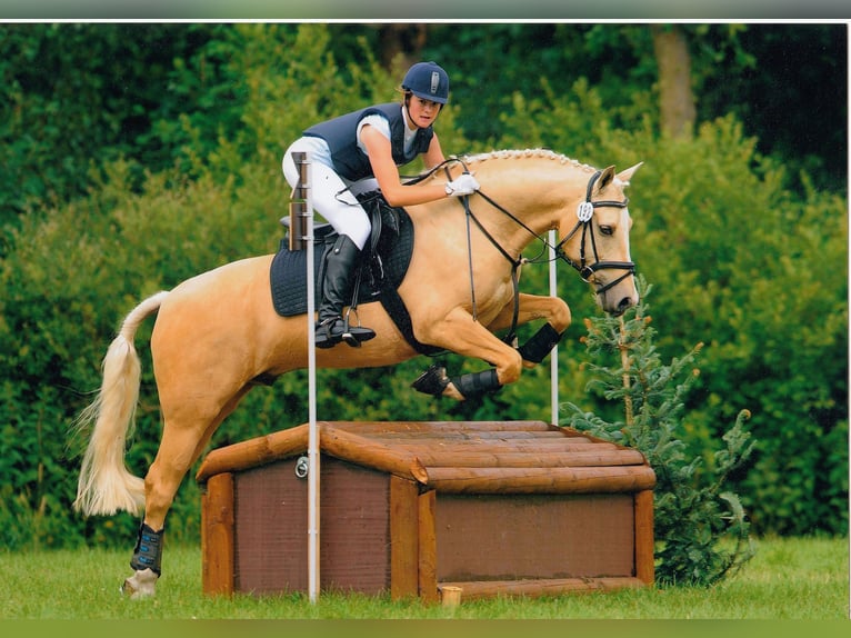 Palomino Wallach 23 Jahre 152 cm Palomino in Langenhagen