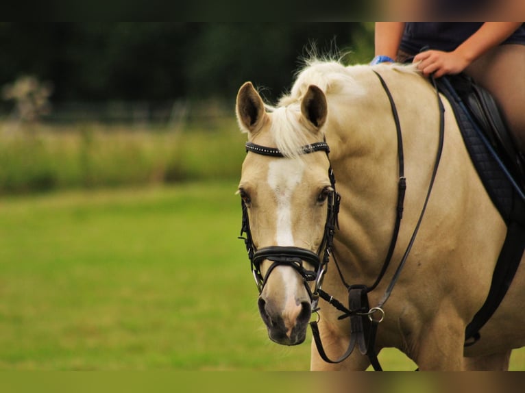 Palomino Wallach 23 Jahre 152 cm Palomino in Langenhagen