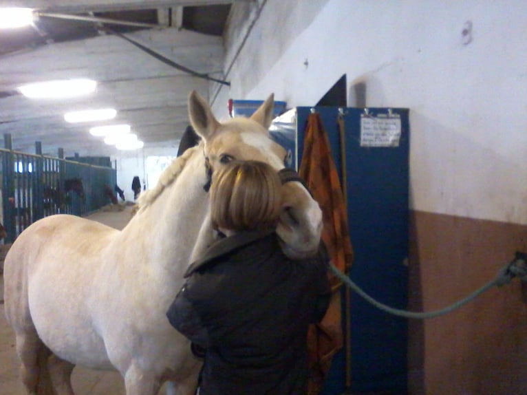 Palomino Wallach 23 Jahre 152 cm Palomino in Langenhagen