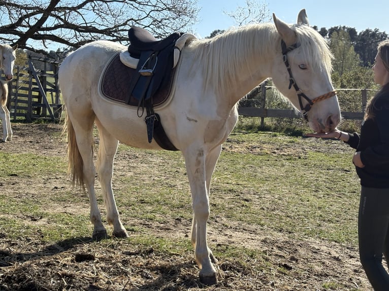 Palomino Mix Wallach 2 Jahre 163 cm Palomino in Zirchow