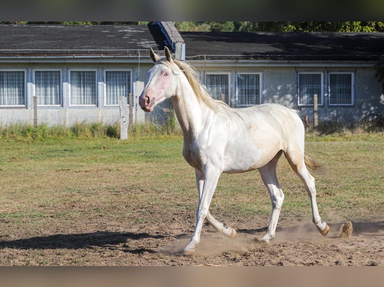 Palomino Mix Wallach 2 Jahre 163 cm Palomino in Zirchow