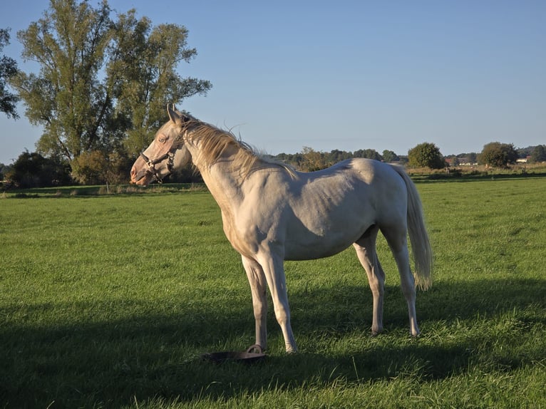Palomino Mix Wallach 2 Jahre 163 cm Palomino in Zirchow