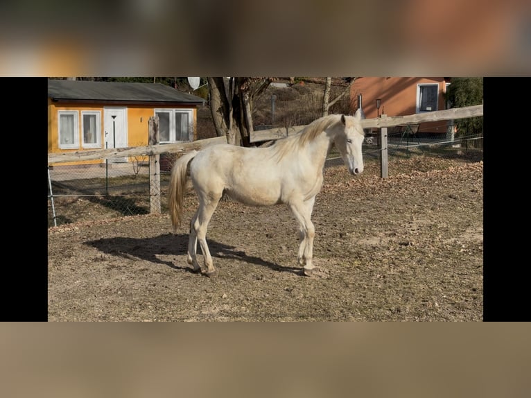 Palomino Mix Wallach 2 Jahre 163 cm Palomino in Zirchow