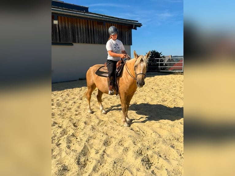 Palomino Wallach 3 Jahre 150 cm  in Daleiden