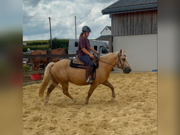 Palomino Wallach 3 Jahre 150 cm  in Daleiden