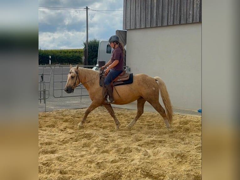 Palomino Wallach 3 Jahre 150 cm  in Daleiden