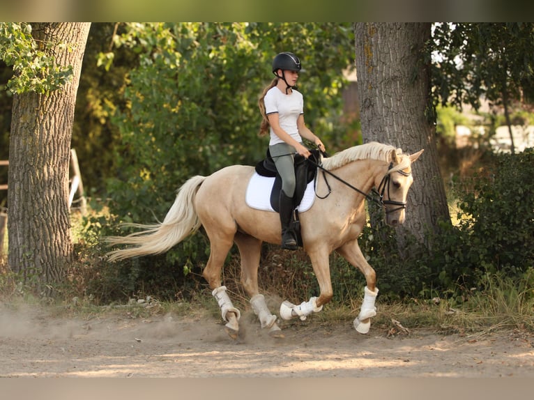 Palomino Wallach 3 Jahre 154 cm Palomino in Wijk en Aalburg