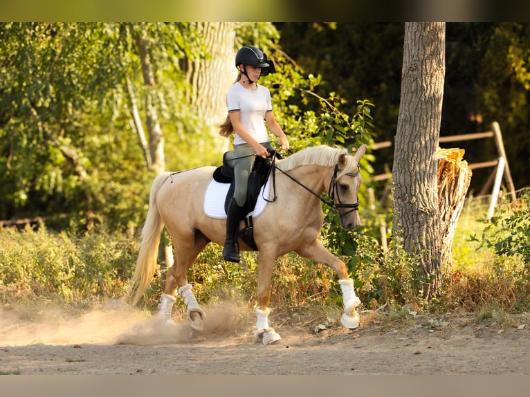 Palomino Wallach 3 Jahre 154 cm Palomino in Wijk en Aalburg