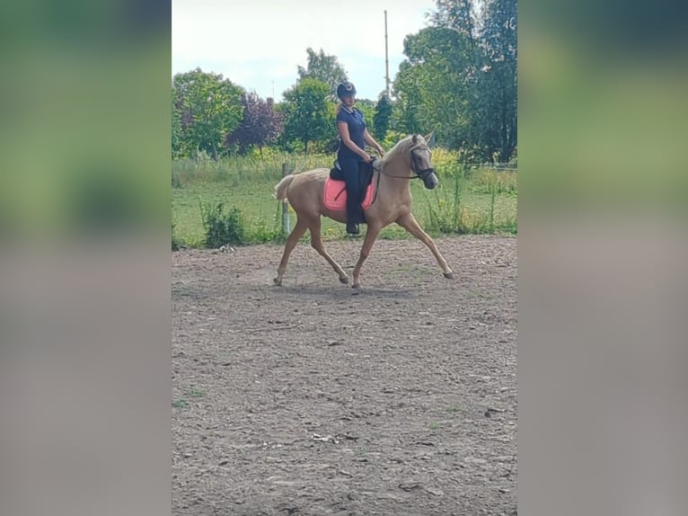 Palomino Wallach 3 Jahre 154 cm Palomino in Wijk en Aalburg