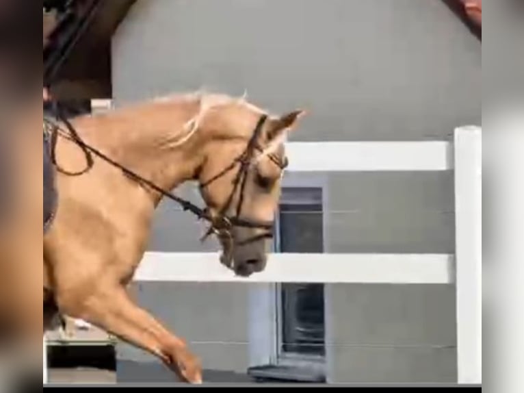 Palomino Wallach 3 Jahre 164 cm Palomino in Bissingen