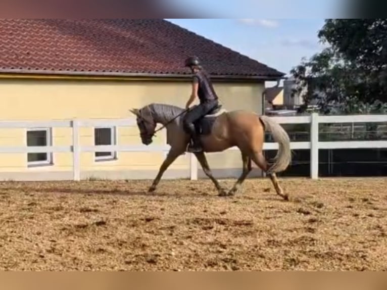 Palomino Wallach 3 Jahre 164 cm Palomino in Bissingen