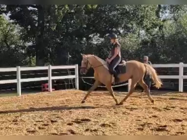 Palomino Wallach 3 Jahre 164 cm Palomino in Bissingen