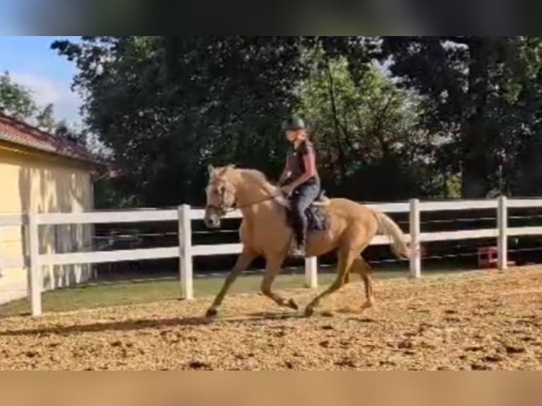 Palomino Wallach 3 Jahre 164 cm Palomino in Bissingen