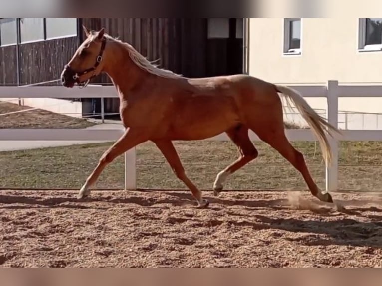Palomino Wallach 3 Jahre 164 cm Palomino in Bissingen