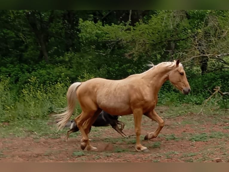 Palomino Wallach 3 Jahre Palomino in La tour sur orb