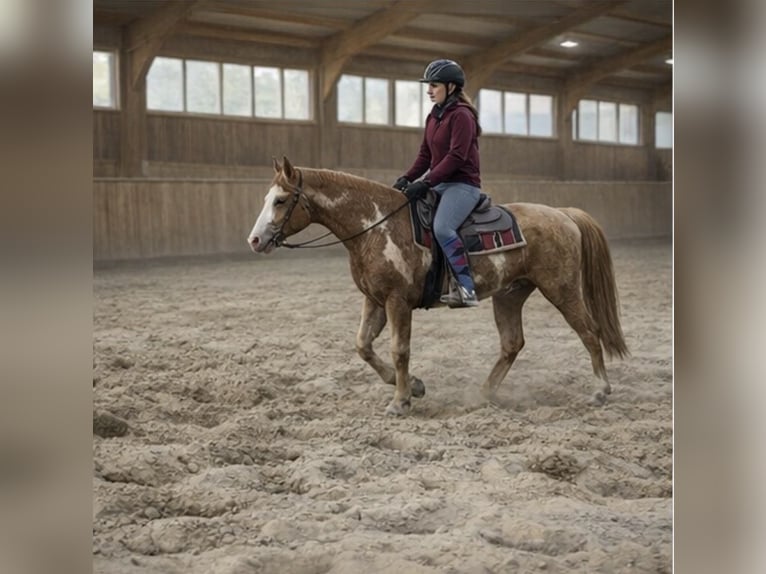 Palomino Wallach 4 Jahre 157 cm Palomino in Zembschen