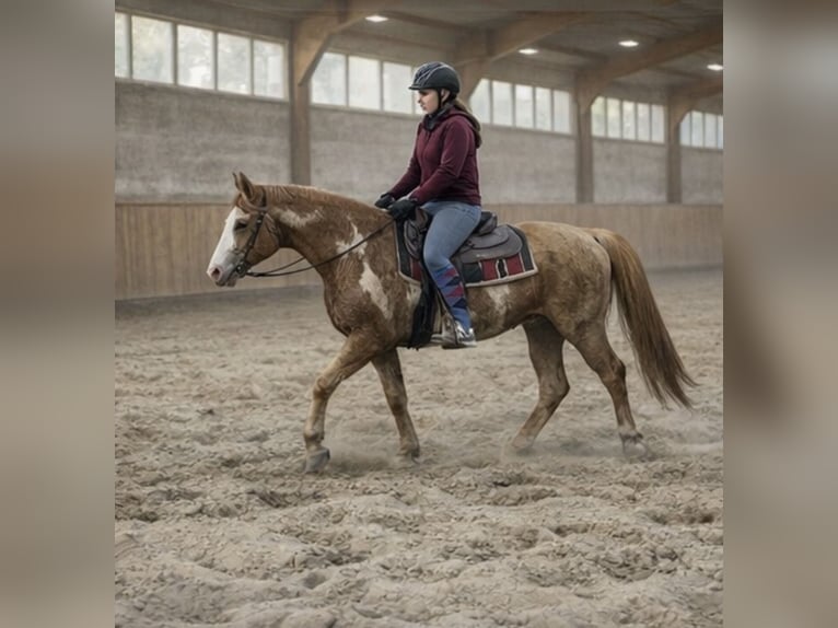 Palomino Wallach 4 Jahre 157 cm Palomino in Zembschen