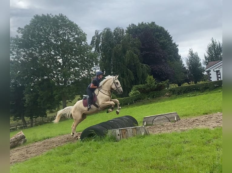 Palomino Wallach 4 Jahre 173 cm Palomino in Sligo