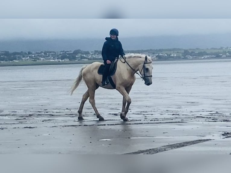 Palomino Wallach 4 Jahre 173 cm Palomino in Sligo