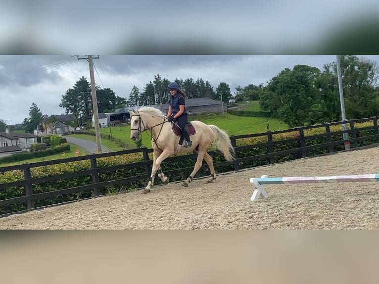 Palomino Wallach 4 Jahre 173 cm Palomino in Sligo