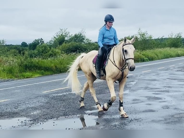 Palomino Wallach 4 Jahre 173 cm Palomino in Sligo