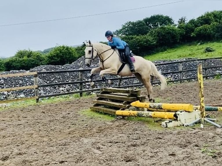 Palomino Wallach 4 Jahre 173 cm Palomino in Sligo