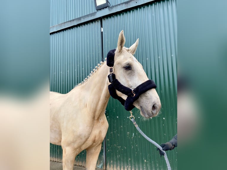 Palomino Wallach 4 Jahre 173 cm Palomino in Sligo