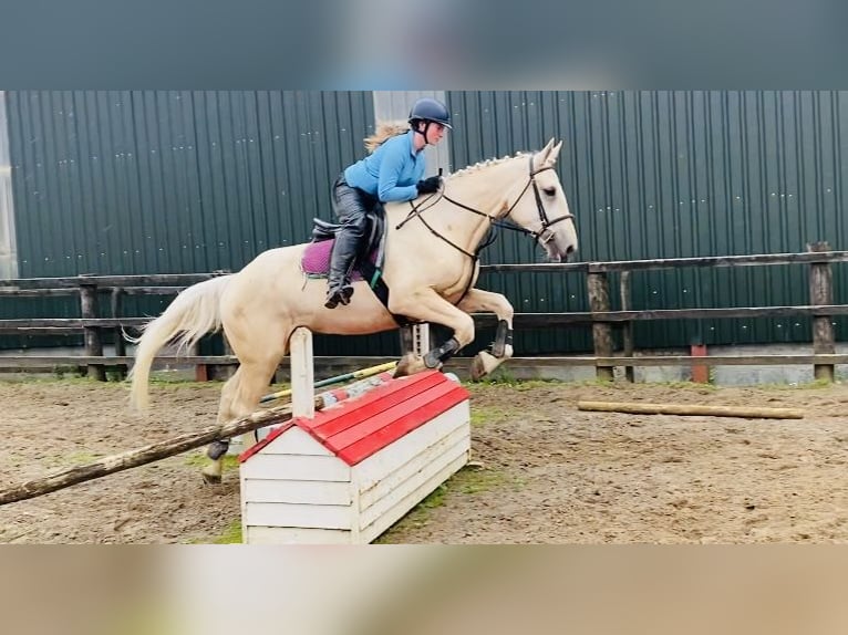 Palomino Wallach 4 Jahre 173 cm Palomino in Sligo